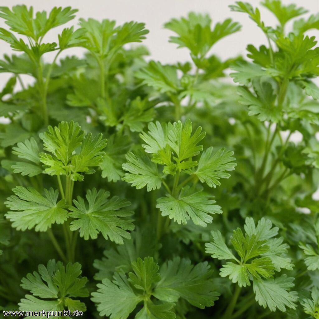 Heil und Gewürzpflanze » Diese Kräuter solltest du kennen